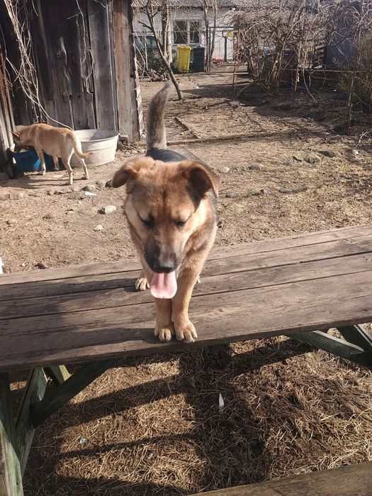 Oddam pieska w dobre ręce