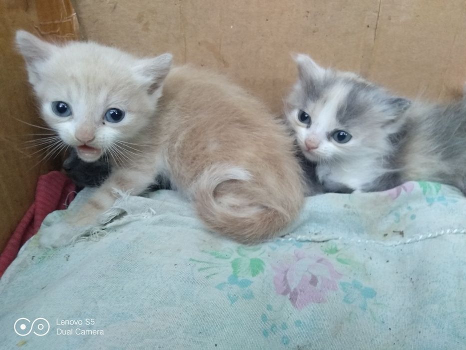 Отдам котят в добрые,хорошие руки.