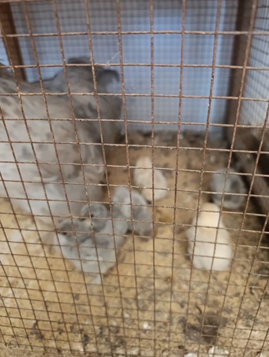 Pintos pequim com 1,5 meses