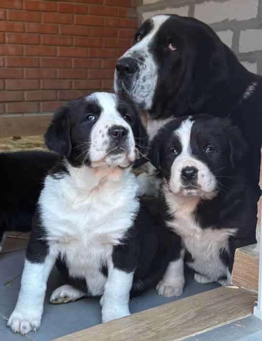 Щенки Среднеазиатской Овчарки