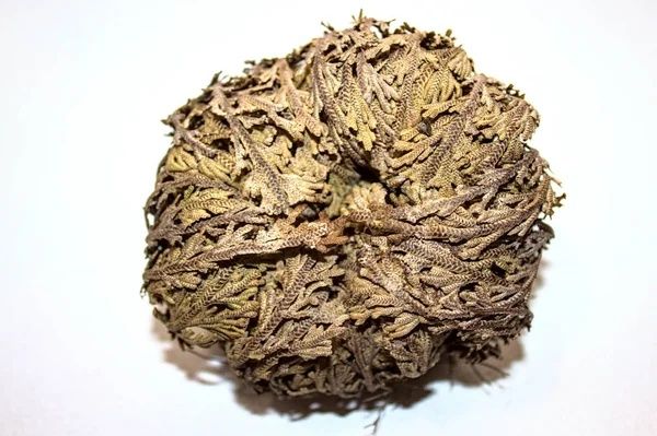 Єрихонська троянда