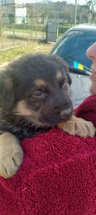 продам цуценят німецької вівчарки