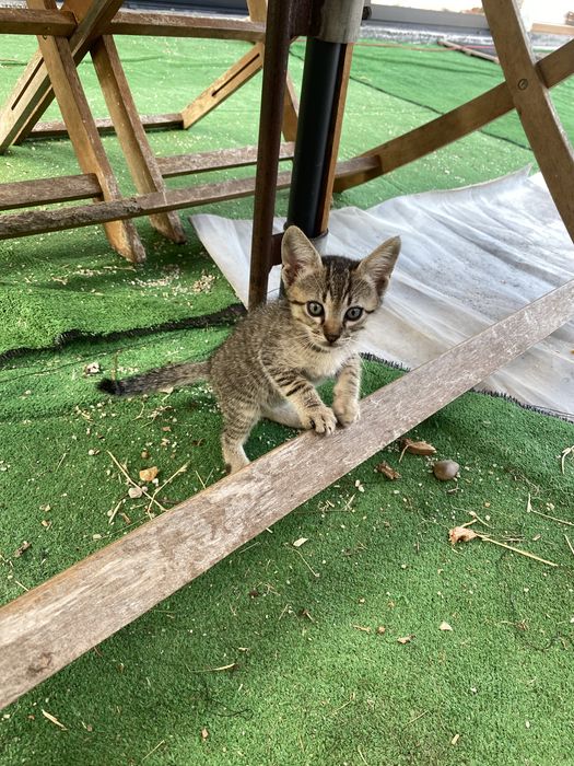 Dão-se gatinhos