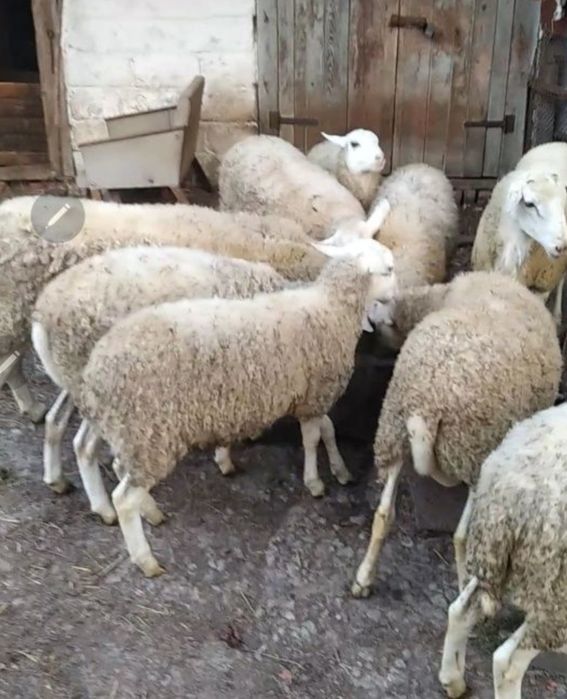 Овцы (отличное вложение Ваших средств)