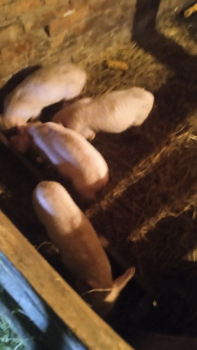 Продам поросяток