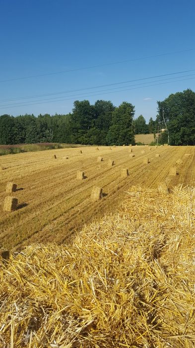 Słoma pszeniczna w kostkach