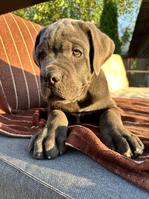 Голубий щенок Cane Corso, племінний хлопчик 2,5міс