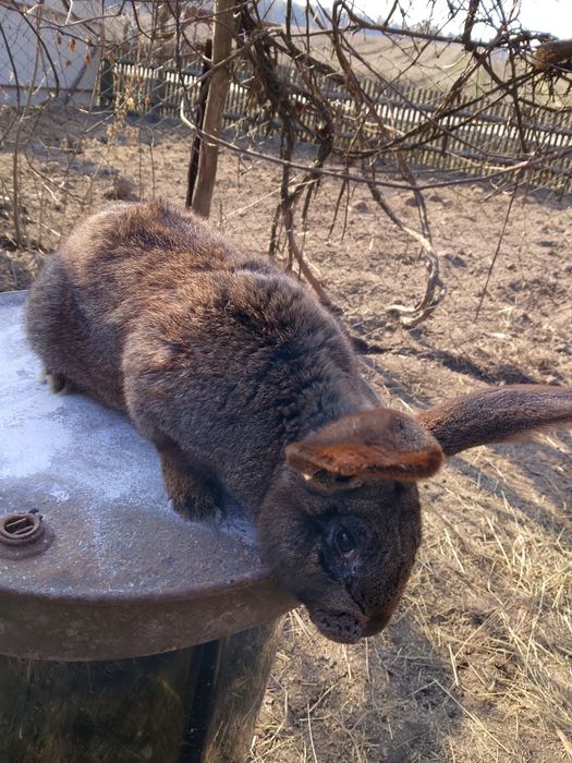 Samiec Belg 5 miesięczny
