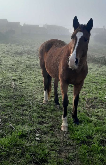 2 lindos cavalos lusitana e andaluz