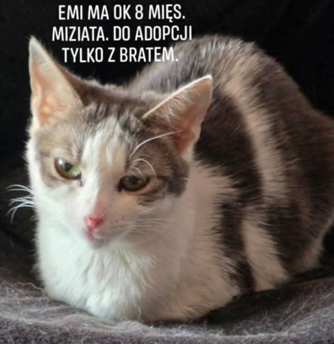Kocie cuda do adopcji