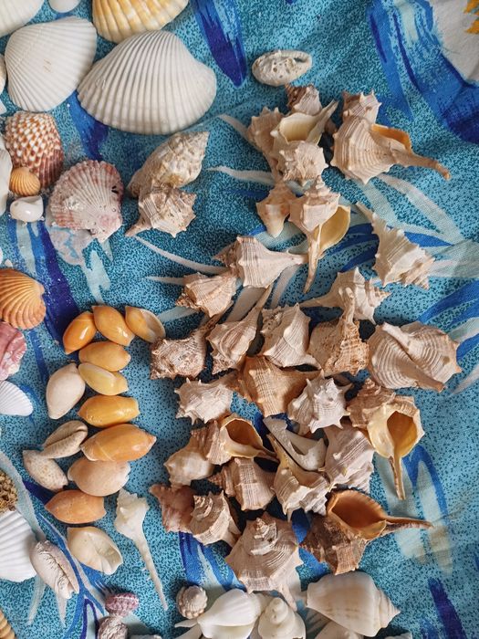 Мушлі ракушки  для рукоділля , хобі