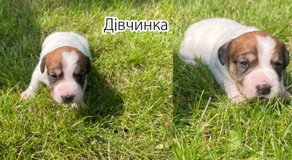 Собаки Джек Расл терєр