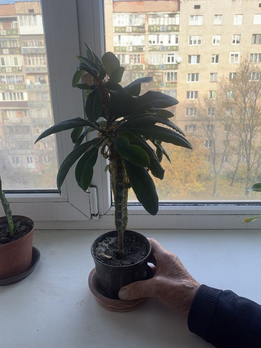 Вазон кімнатний