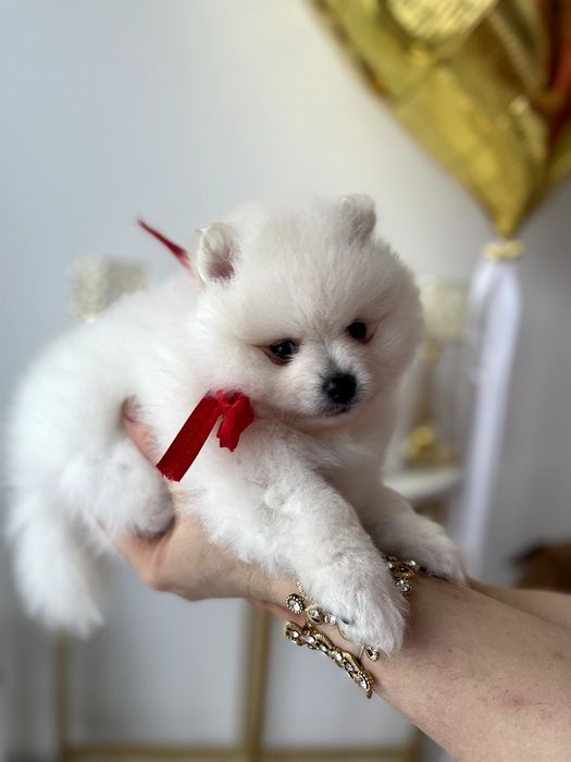 Померанські шпіци — Гарантовано закохаєтесь з першого погляду