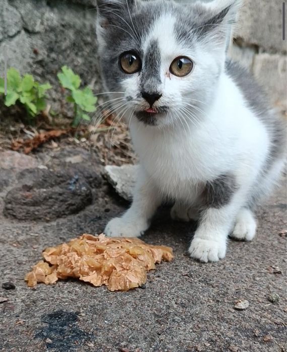 Віддам котика. БЕЗКОШТОВНО
