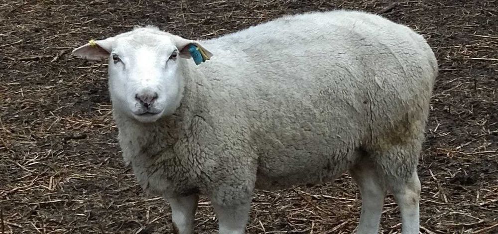 продам ярок, вівцематок, овець