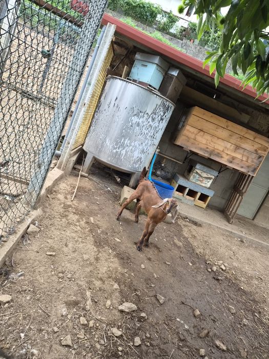 Vende-se cabrito anglo nubiano muito boa genética