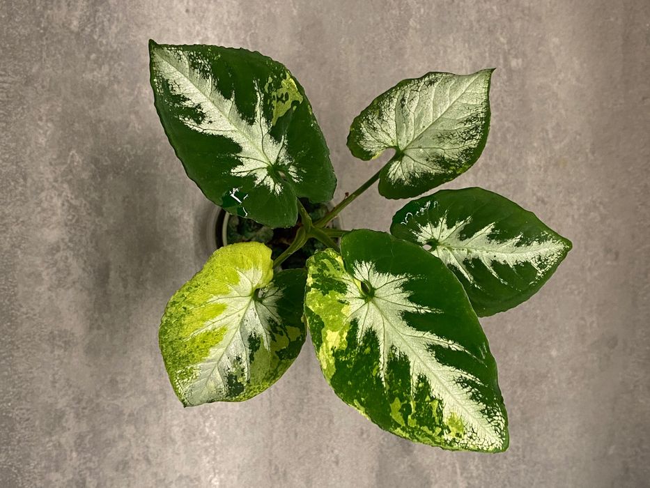 Syngonium scrambled eggs