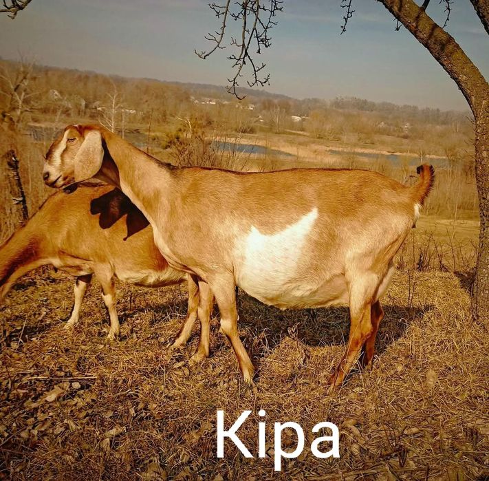 100% Англонубійсі Дойні Кози