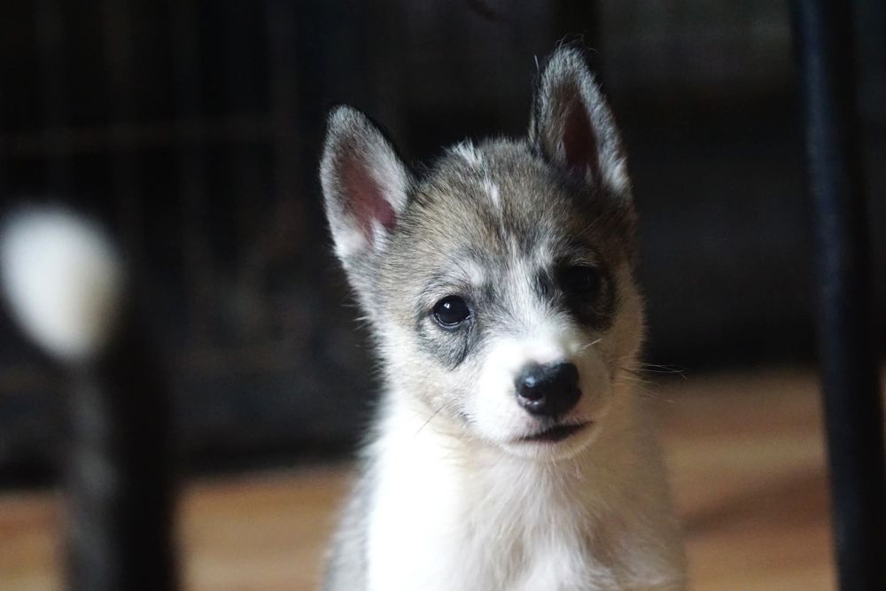 Suczka Siberian Husky
