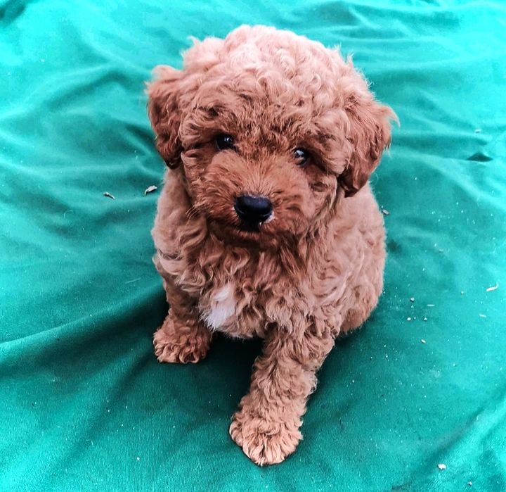 Мальтипу окрас ред і карамель привиті ласкаві і міні