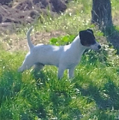 Szczeniak Jeck Russell Terrier
