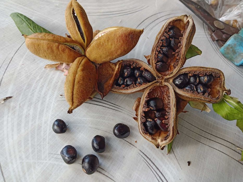 пион древовидный семена= сборка 2025 август(цена за 1шт)