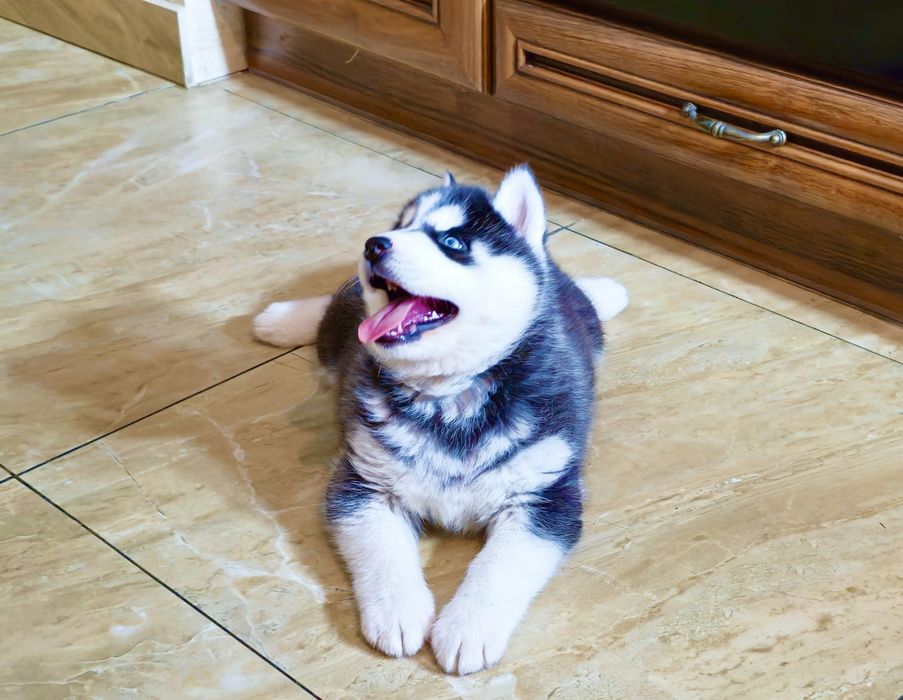 Szczeniak Siberian Husky rodowód ZKwP FCI Champion Puppy Pedigree