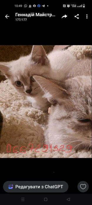 Продаж котенята