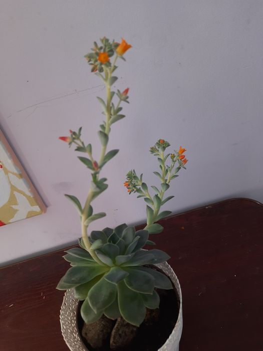 Ехеверія Echeveria, сукулент