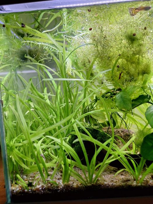 Vallisnérias Nana - Plantas Low Tech - PROMOÇÃO