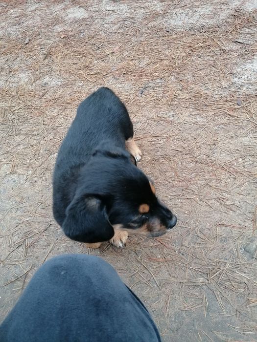 Piesek bardzo przyjazny.