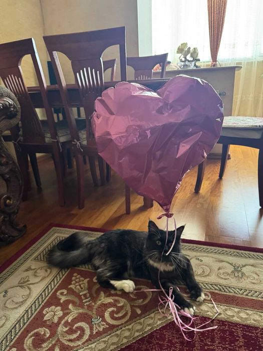 Кіт, Кот Мейн кун в'язка