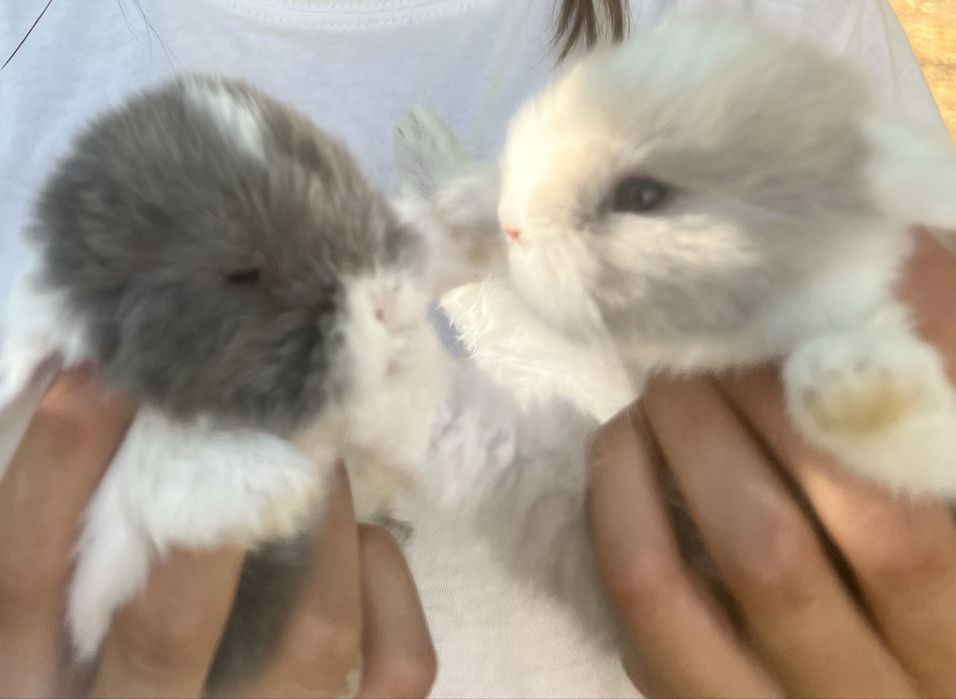 Coelhos anoes Belier