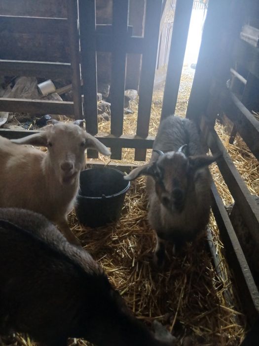 Продам кізочки Нубійки