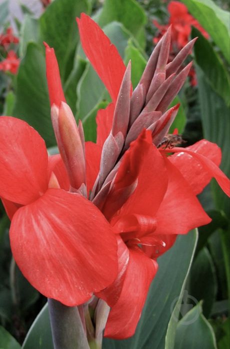 Канни пальмолисті для саду та кашпо (бронь на осінь)