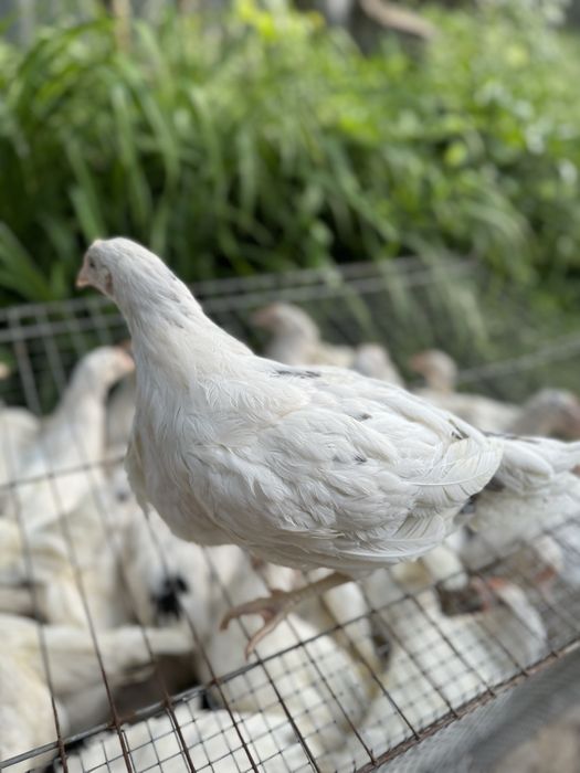 Курочка сенди 3 мес