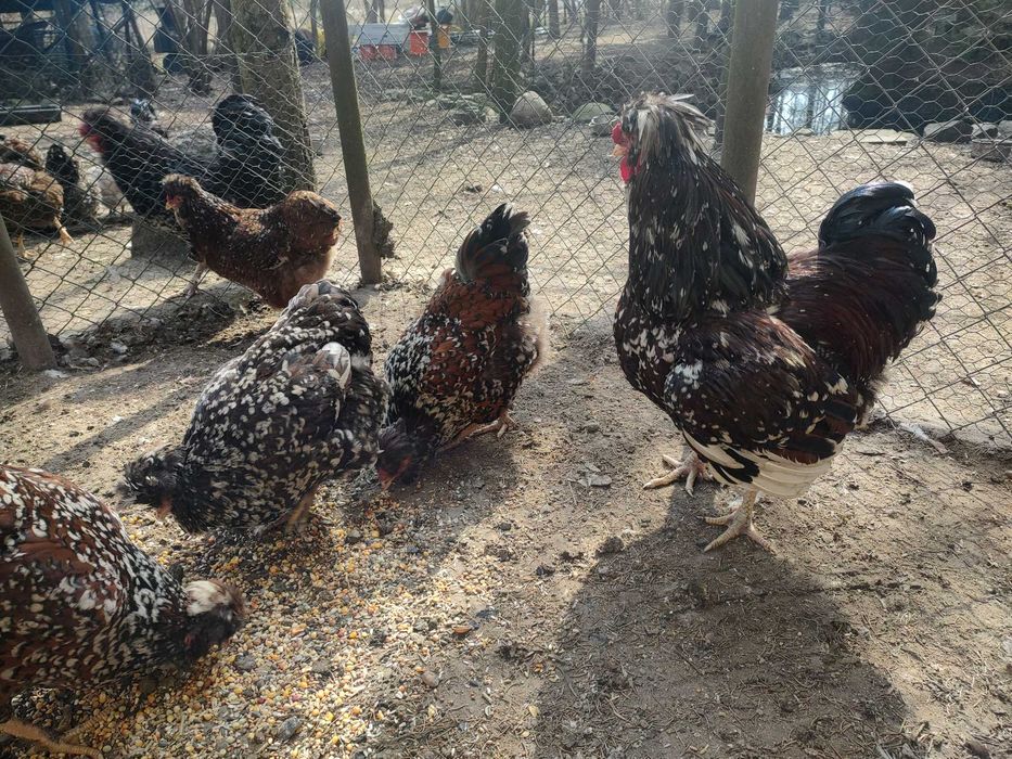 Kury czubate duże pstre.