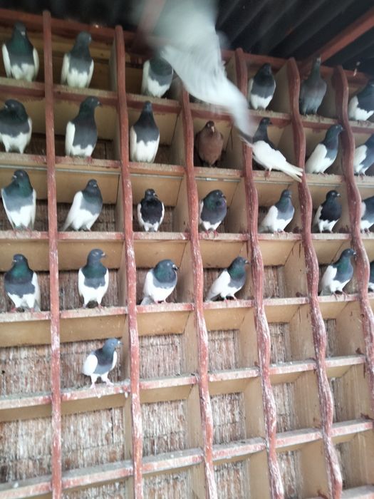 Gołębie sprzedam