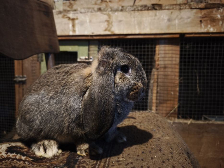 Króliki baran francuski