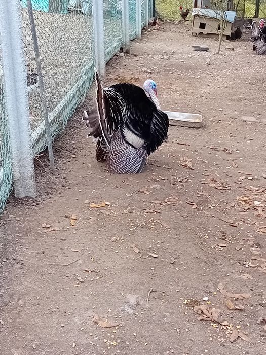 Perus grandes pesados