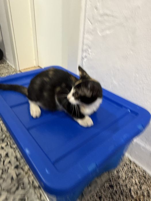 Gatos para adoção responsável
