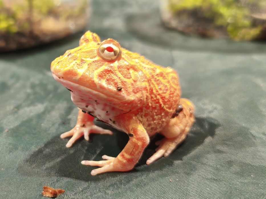 Żaba rogata Strawberry (Pacman frog) – unikalna barwa, zdrowa, Wałbrzy