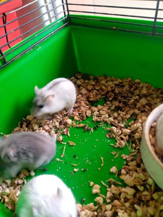 Хомячки Кременчуг