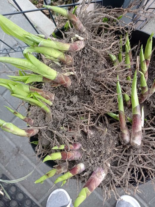 Funkie hosty zielone bialozielone ładne