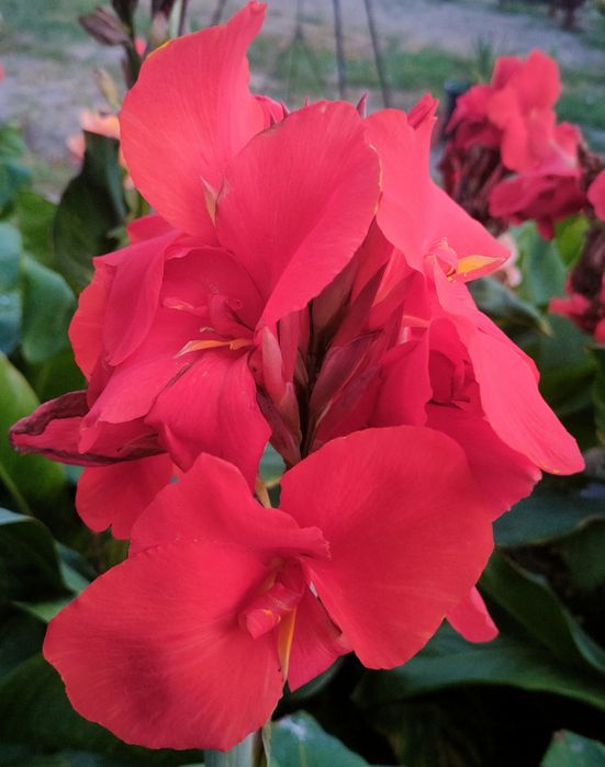 Kanna Canna Paciorecznik 'South Pacific Orange' 

Skoro Twój paciorecz