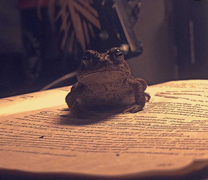 Ropucha amerykańska Anaxyrus terrestris
