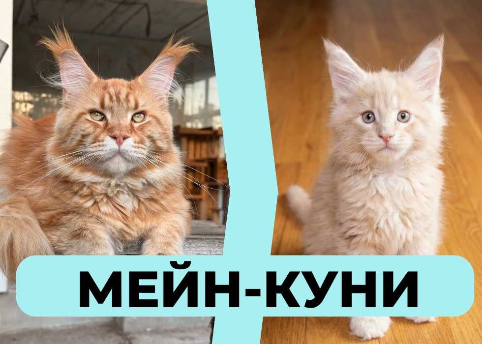 Купити! Ексклюзивних кошенят породи Мейн-Кун