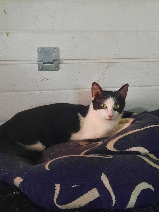 Gata Para Adoção (Gabana)