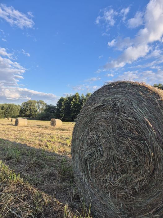Siano baloty 120 atmosfer ciężkie tegoroczne z łąk eko- suche, pachnące